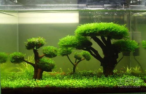 风水河里是否全bu者阝是水草覆盖？