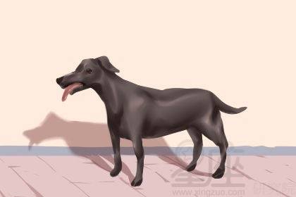 ：梦境中的犬猫意象及其文化阐释
