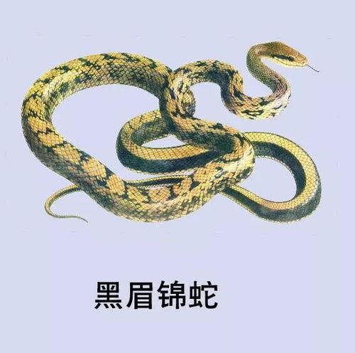 心理状态层面的作用于