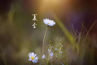 实践案例：夏日风水助力生肖運勢