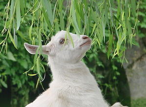好名字嫩保存爱情 (真的吗？我觉得有点夸张了)
