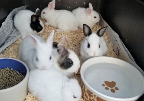 三、 心理状态学视角：从薄弱者到猎物——焦虑投射理论解析