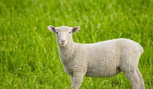 梦见两头羊是什么预兆？预示着什么好事发生？