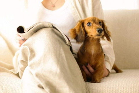 2026年属狗如何化解太岁？转运物件具体指什么？