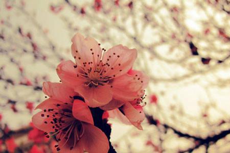 2026年如何通过桃花位催旺桃花，有哪些最佳秘诀？