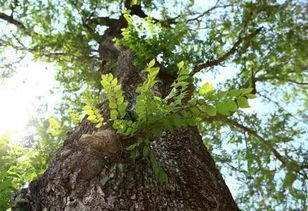 榆钱树和榆树有什么区别？榆树的花朵是何种形状？