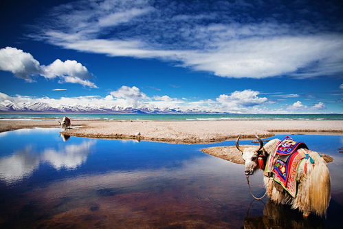 7.1 心理调适技巧（胡言乱语）