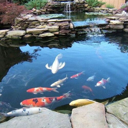 鱼塘生态平衡与风水考量