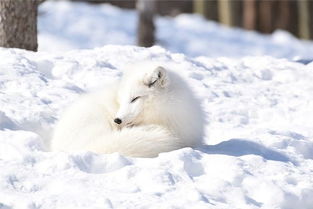 女生梦到狐狸究竟预示着什么含义？