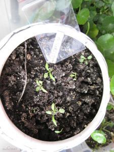 （三）播种时间与育苗管理