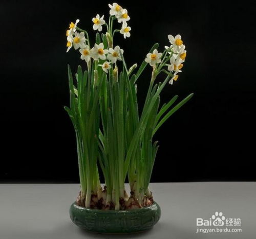 水仙花——雅致与清香并重