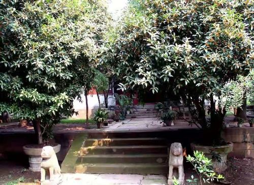 镇宅旺财的树升级中，旺财支付方式现在是什么？