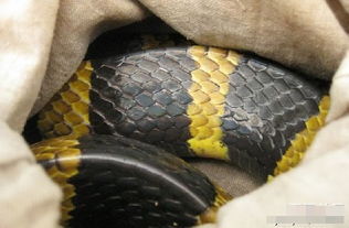 2026年属蛇男士本命年适合佩戴什么首饰，有何寓意？