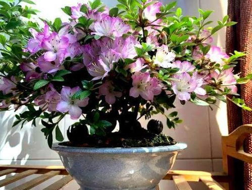 室内风水好的爬藤花是哪一种，象征着好风水呢？