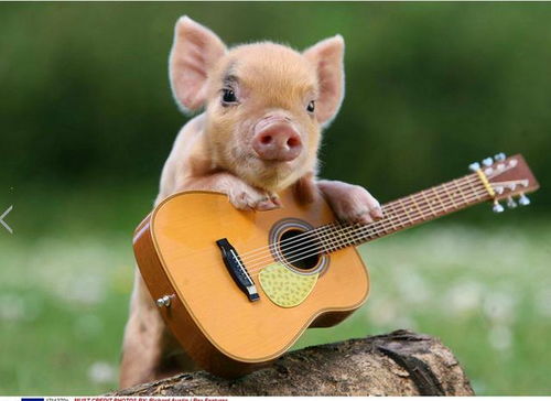 属猪的人取名时有哪些字是应该避免的，以免影响其命运？