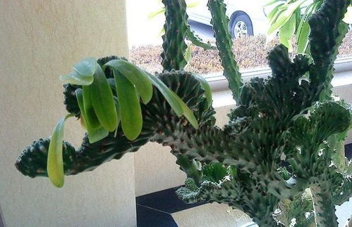 家里养虎皮榕和琴叶榕，这样的风水布局对家居运势有影响吗？