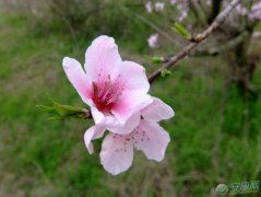 桃花的基本判定法则