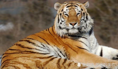 2026年86年属虎运势如何？整体运程怎样？