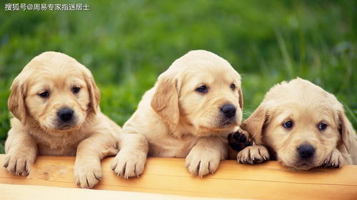 七、狗狗很受伤