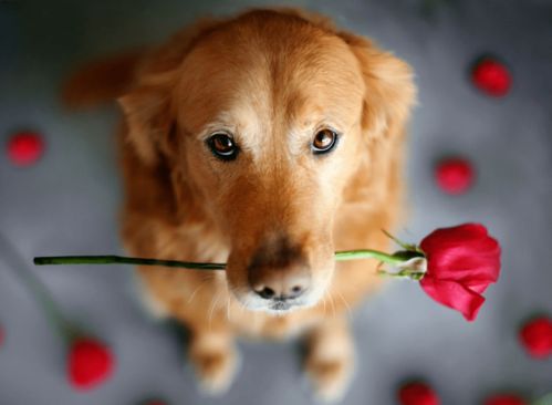 狗（戌）属女性：忠诚善良，坚定执着