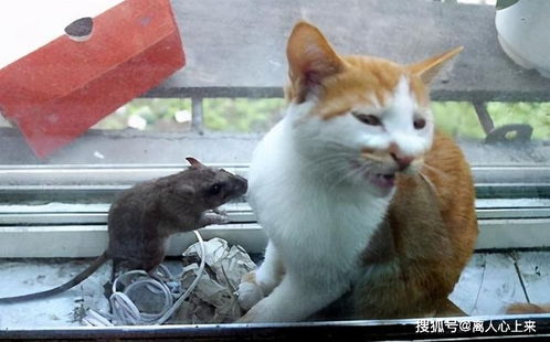 二、生肖文化底蕴视域下の.cat-mouse恩怨:从 