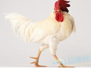 属鸡人犯太岁的年份分析