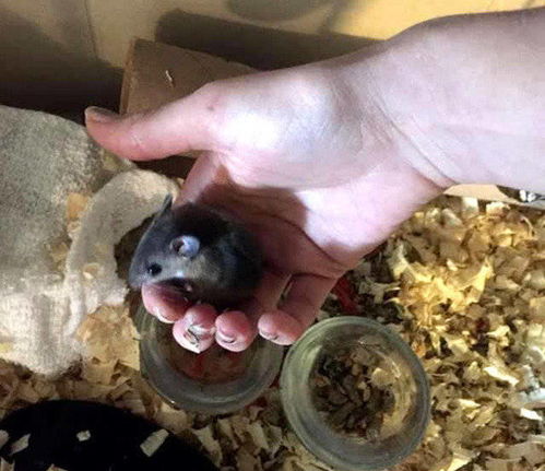 二、 动物骨骼标记之物——潜藏灵魂与微生物危害