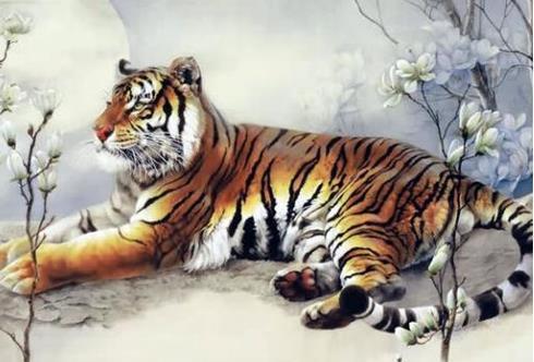 1962年属虎女性在2026年的运势如何变化？