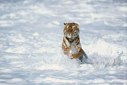 一、 霜降与冬季虎人的总体命理分析