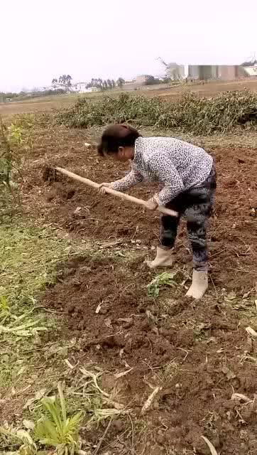 面朝黄土背朝天和鼻孔朝天分别对应哪个生肖？