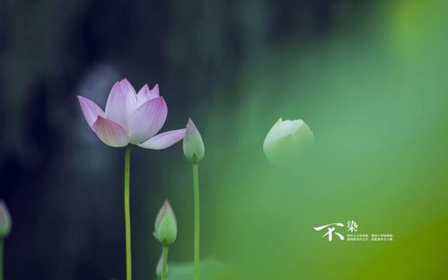 三、 绿色植物与周边环境调整策略（兼顾桃花与财气）