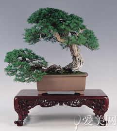 松柏（Pinaceae family）——常青坚韧的人际桥梁