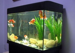 睡莲风水玄学大揭秘！2026年这样摆直接暴富