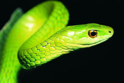 2026年6月20日出生属蛇的人，36岁那年的财运状况如何？