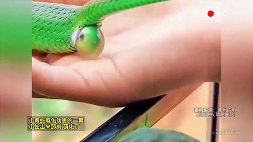 小青蛇跑进家里是吉是凶？这十大预兆预示着什么？