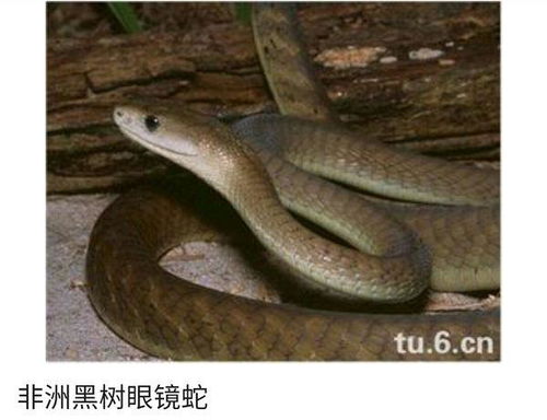 给蛇宝宝取名的基本原则