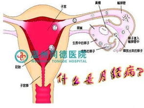 1. 什么鬼东西让我的月经这么不听话？