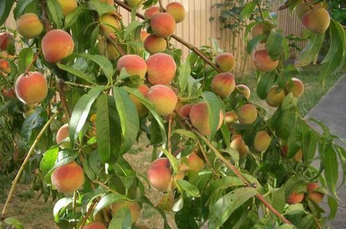 已婚男梦见摘桃吃的惊天秘密