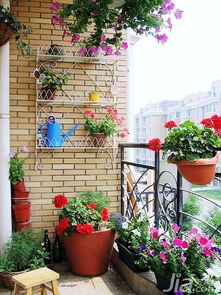 5．阳台——阳光充足处的花架上