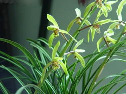 二、 装逼必备神器——兰花