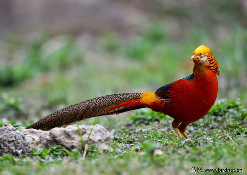 孕妇梦见两只鸡啄我是什么预兆或含义？