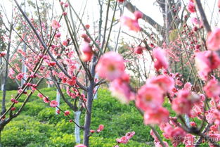 梅花美女打一正确生肖，梅花三月二度春打一生肖，这是什么生肖的别称？