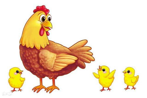 81年属鸡的人对待感情的态度如何？送生日礼物有何特殊含义？