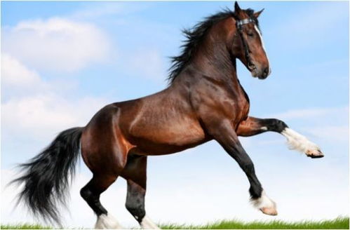 属马的婚姻三合三合马狗六合猪手链，是什么神秘含义？