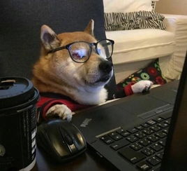 单身狗梦见大白菜：活该你倒霉！