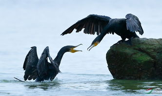 剑拔弩张的动物，难道是长尾巴的生肖？