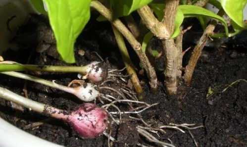 拔草连根拔？要完！