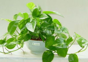 ：绿萝在传统风水学与现代环境美学中的地位