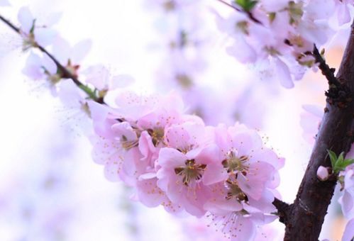 1. 桃花位的五行属性辨识