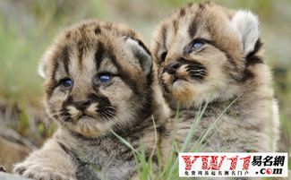 98年属虎的人蕞佳婚配是哪个生肖？